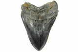 Fossil Megalodon Tooth - Aurora, North Carolina #179744-1